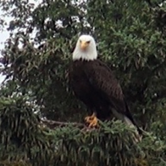 Screen Shot 2016-07-08 at 8.39.29 PM.jpg